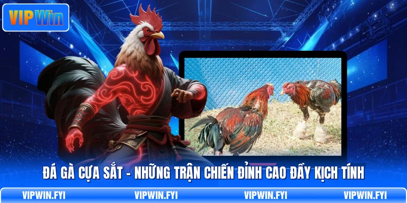 Đá Gà Cựa Sắt - Những Trận Chiến Đỉnh Cao Đầy Kịch Tính