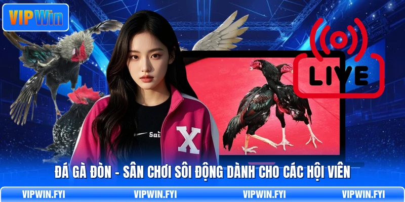 Đá Gà Đòn - Sân Chơi Sôi Động Dành Cho Các Hội Viên