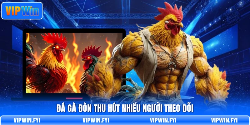 Đá gà đòn thu hút nhiều người theo dõi