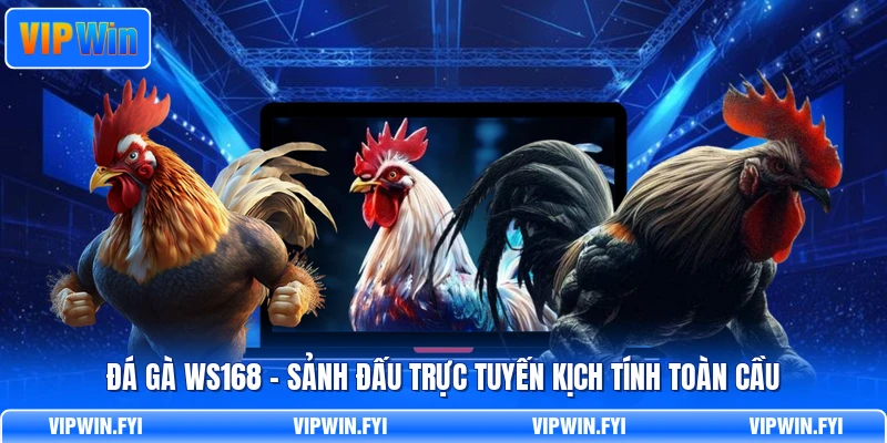 Đá Gà Ws168 - Sảnh Đấu Trực Tuyến Kịch Tính Toàn Cầu
