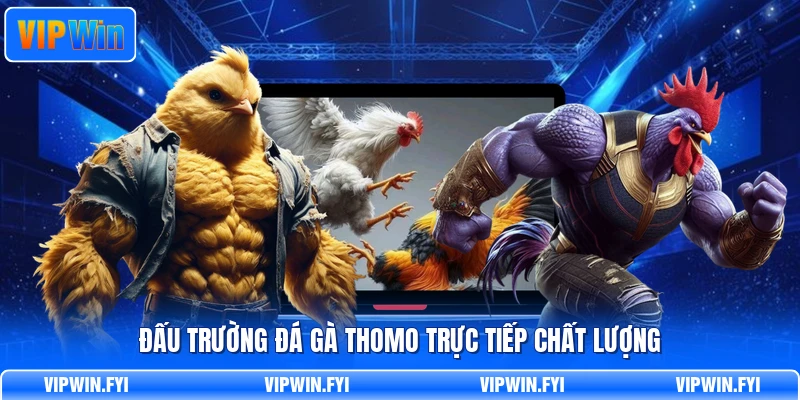 Đấu trường đá gà Thomo trực tiếp chất lượng