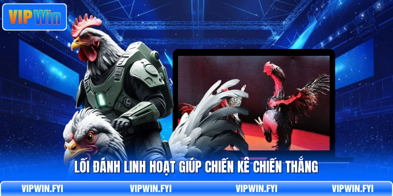 Lối đánh linh hoạt giúp chiến kê chiến thắng