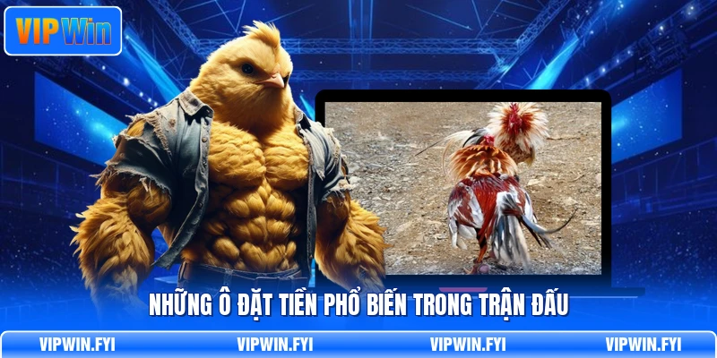 Những ô đặt tiền phổ biến trong trận đấu